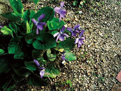 グリーン活動（植樹・植栽）